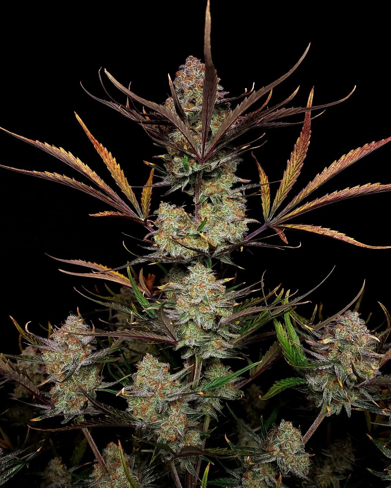 Apple Strudel Auto – Fast Buds - 3 Stk