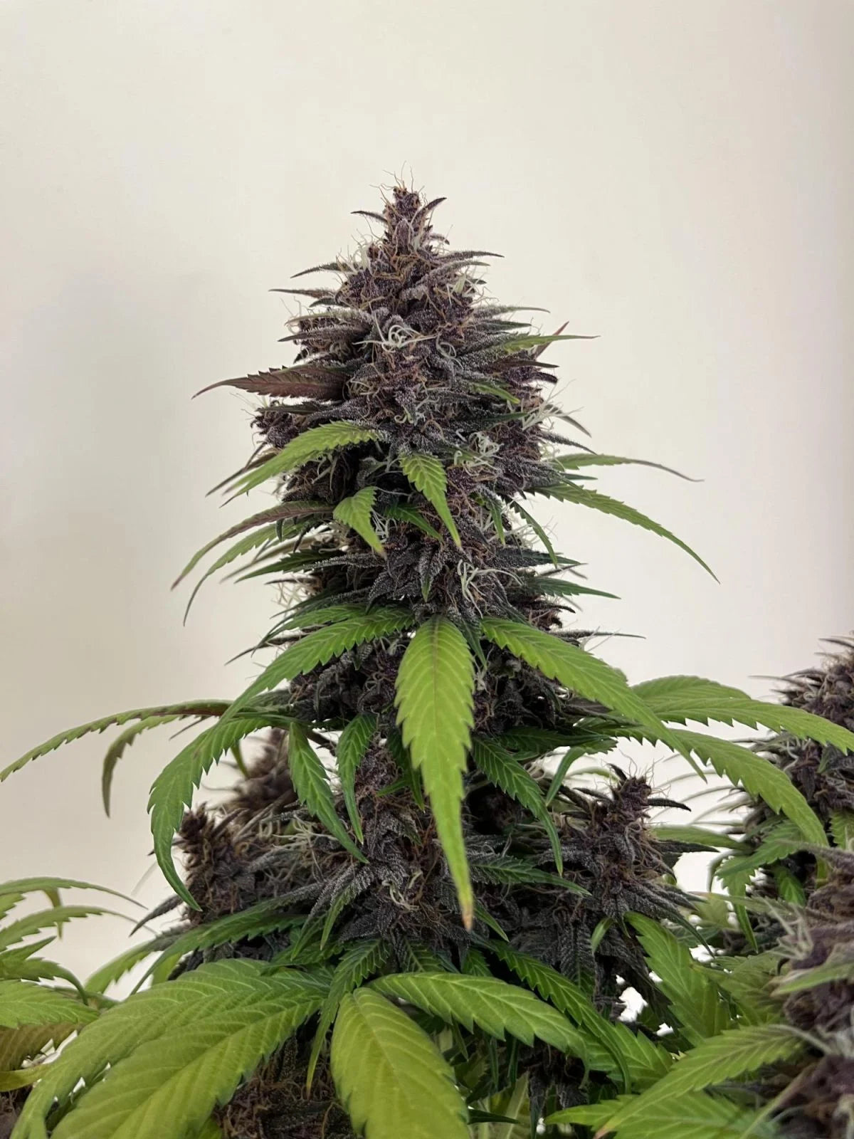 Purple Haze Auto™ - Fast Buds - 3 Stk (Kopie)