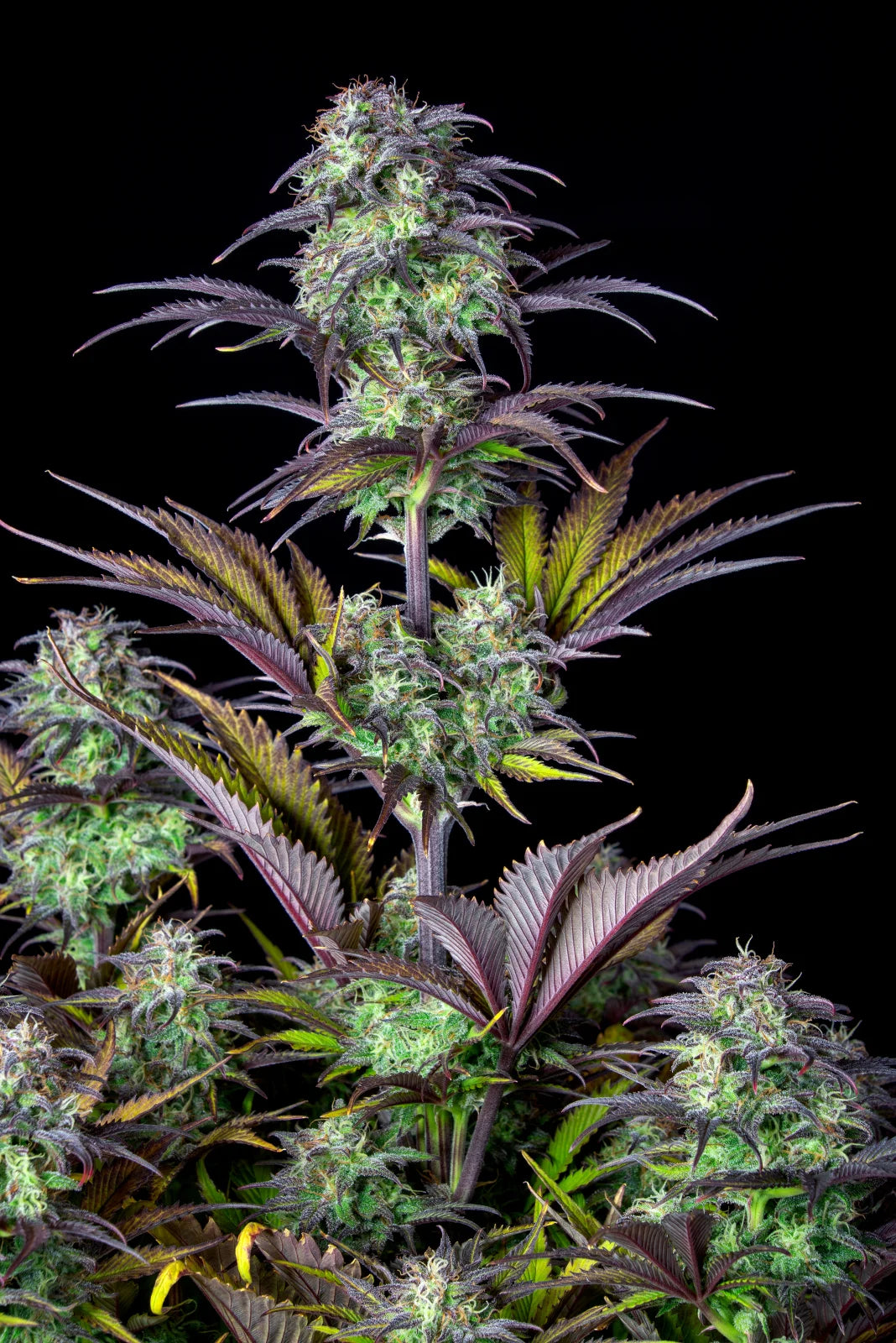 Blueberry Auto – Fast Buds - 3 Stk