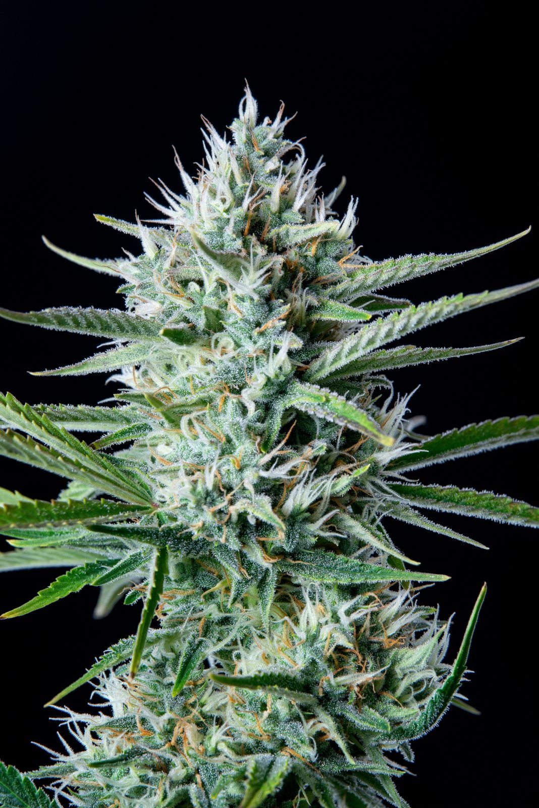 White Widow Auto – Fast Buds - 3 Stk
