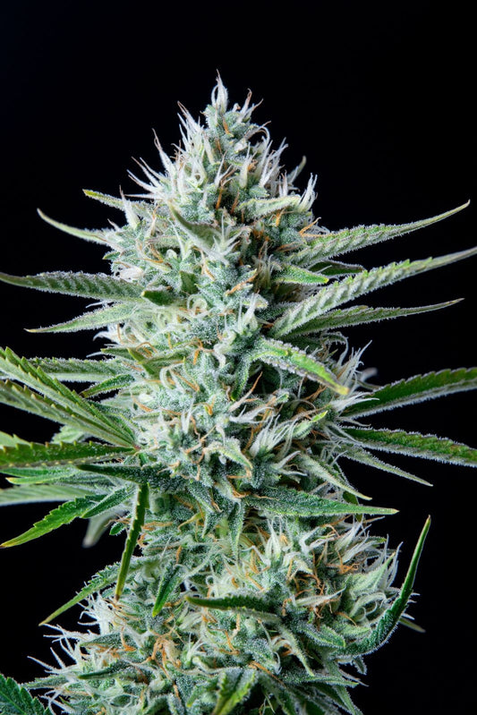 White Widow Auto – Fast Buds - 3 Stk