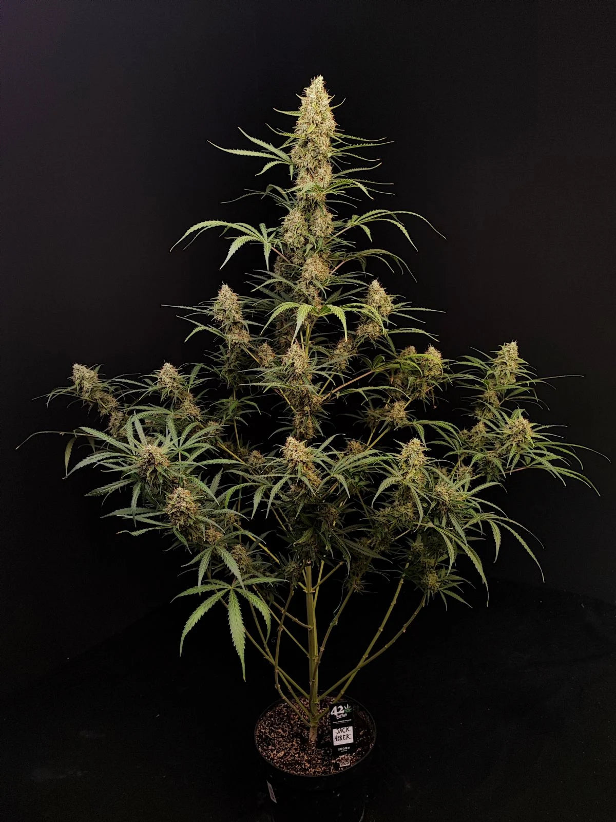 Jack Herer Auto – Fast Buds - 3 Stk