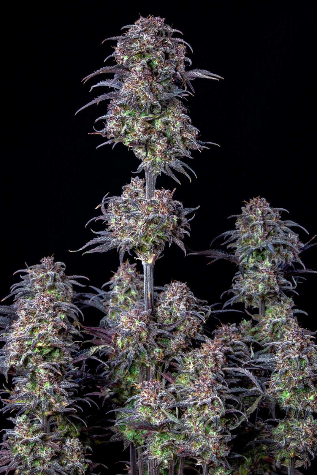 Blueberry Auto – Fast Buds - 3 Stk