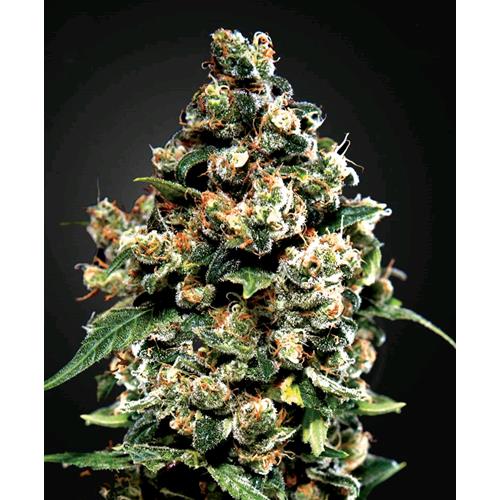 Jack Herer - Green House Seeds - 3 Stk