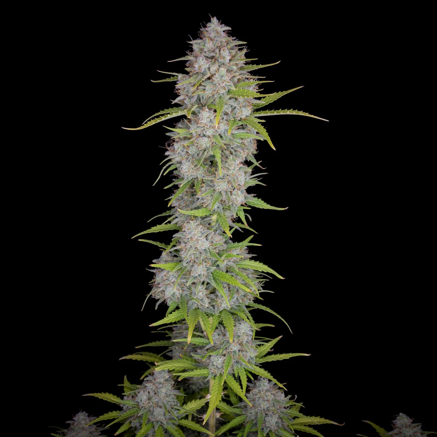 Orange Sherbet Auto - Fast Buds - 3 Stk