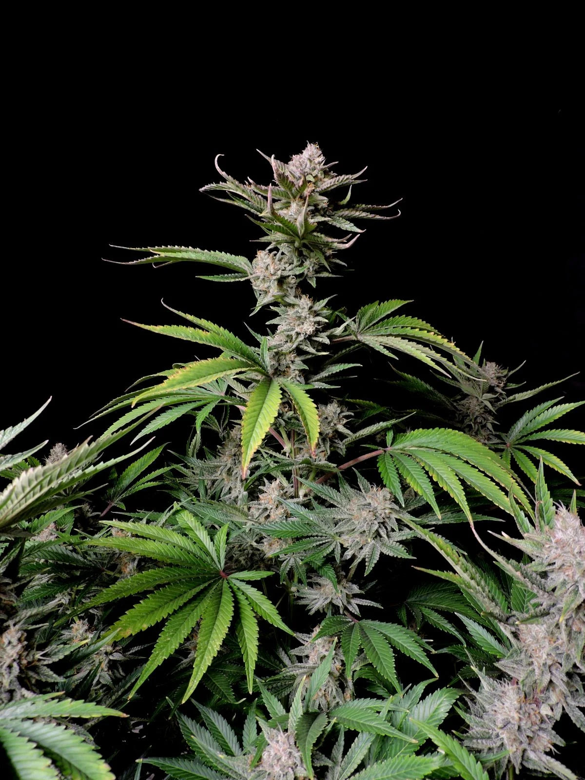 Cherry Cola Auto – Fast Buds - 3 Stk