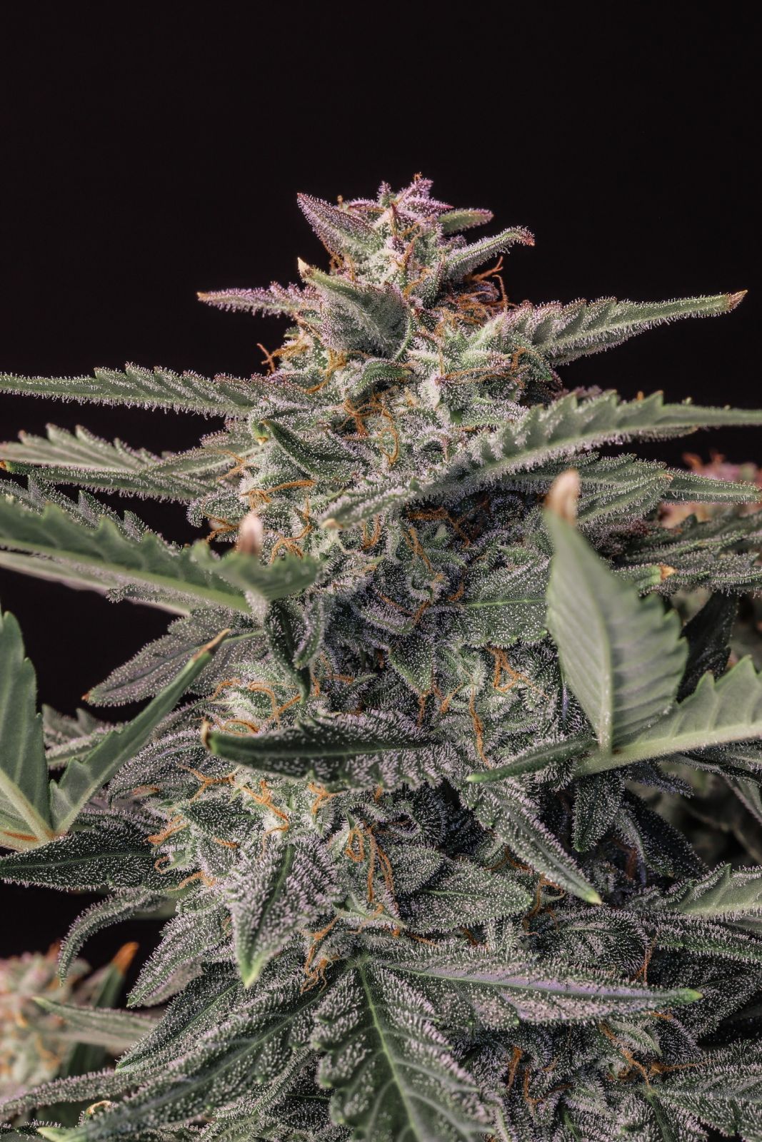 White Widow Auto – Fast Buds - 3 Stk