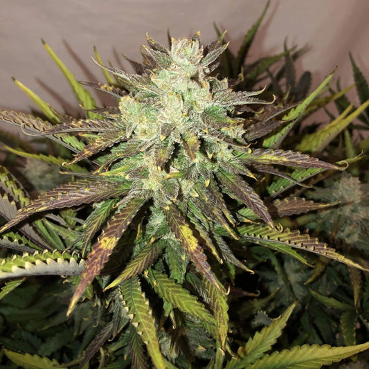 Gorilla Auto - Fast Buds - 3 Stk