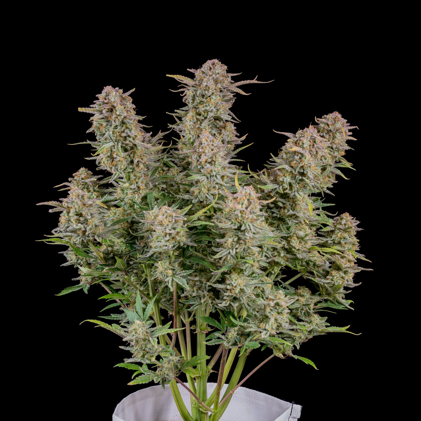 Bruce Banner Auto - Fast Buds - 3 Stk