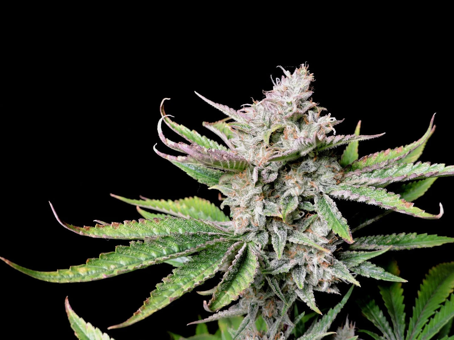 Cherry Cola Auto – Fast Buds - 3 Stk