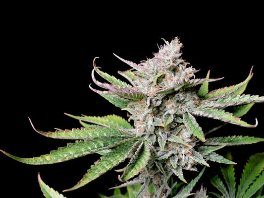 Cherry Cola Auto – Fast Buds - 3 Stk
