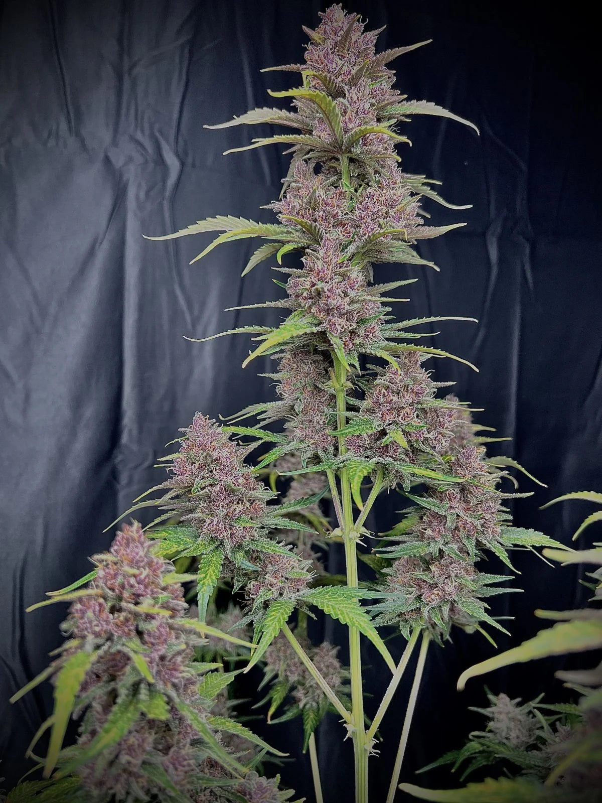 Banana Purple Punch Auto - Fast Buds - 3 Stk