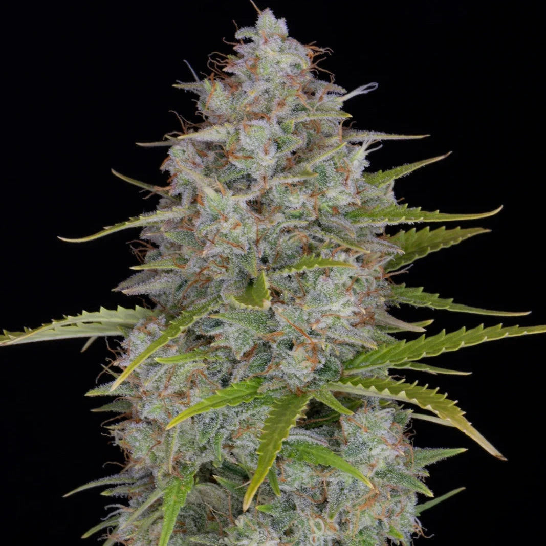 Orange Sherbet Auto - Fast Buds - 3 Stk