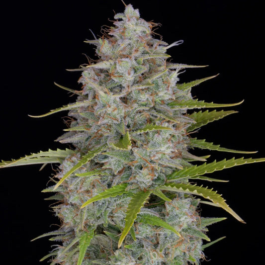 Orange Sherbet Auto - Fast Buds - 3 Stk