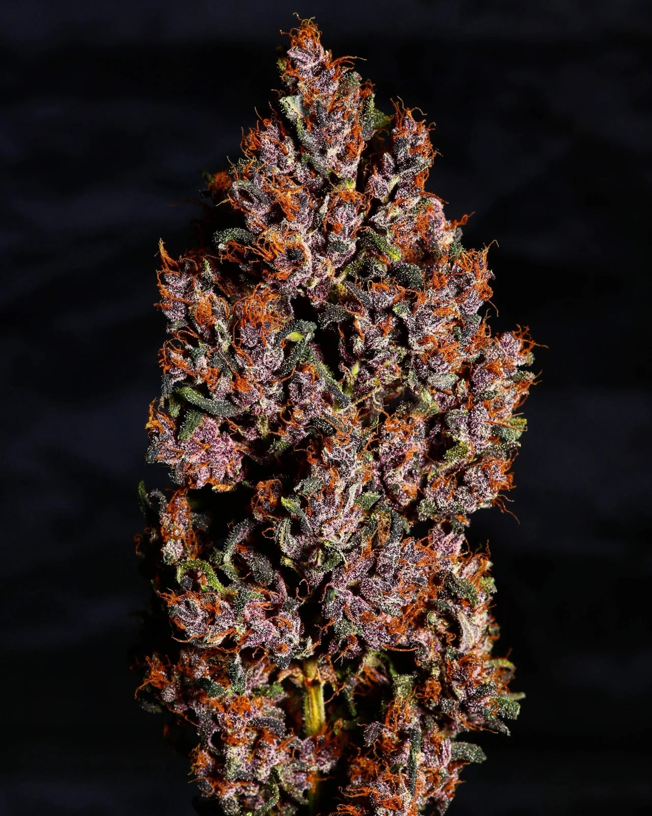 Crystal Meth Auto - Fast Buds - 3 Stk