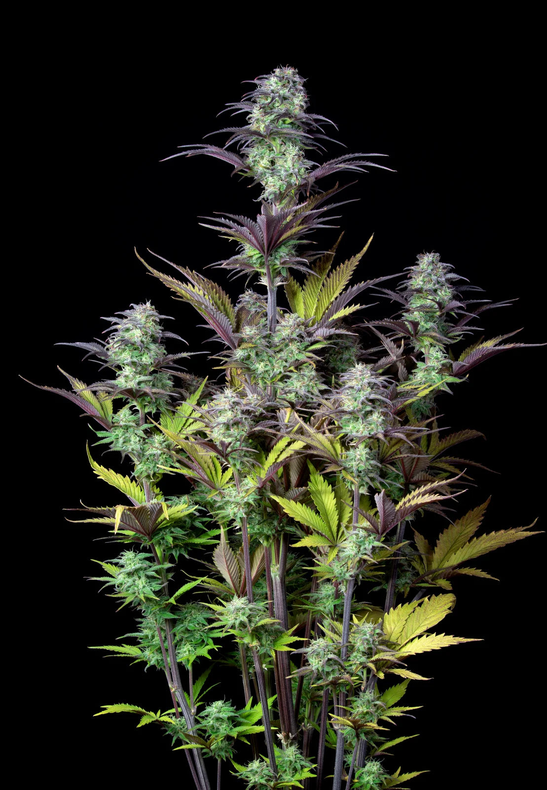 Blueberry Auto – Fast Buds - 3 Stk