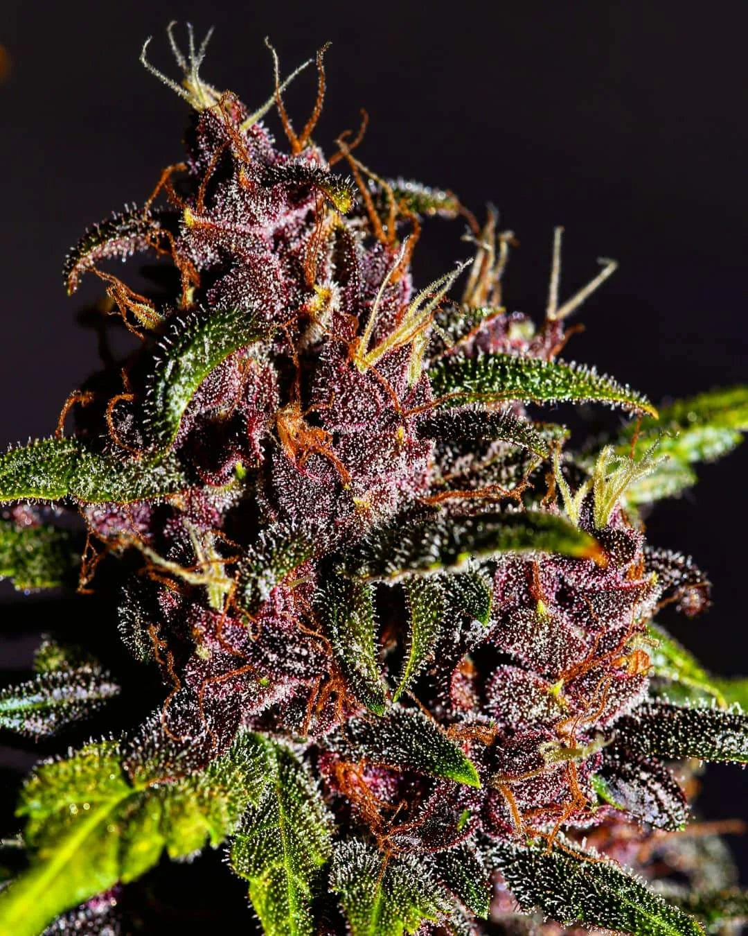 Crystal Meth Auto - Fast Buds - 3 Stk