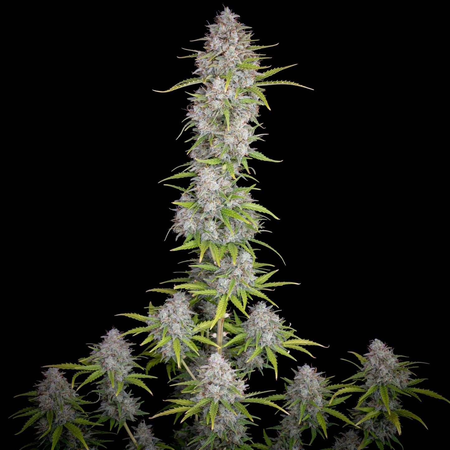 Orange Sherbet Auto - Fast Buds - 3 Stk