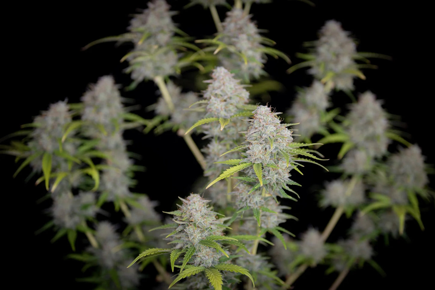 Orange Sherbet Auto - Fast Buds - 3 Stk