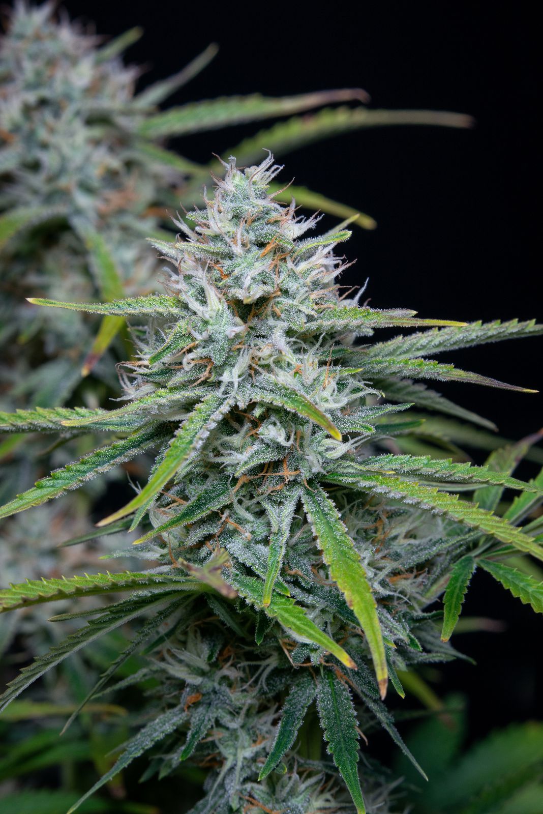 White Widow Auto – Fast Buds - 3 Stk