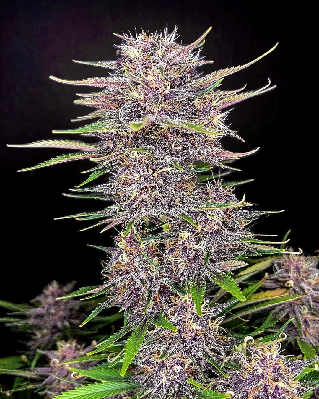 Banana Purple Punch Auto - Fast Buds - 3 Stk