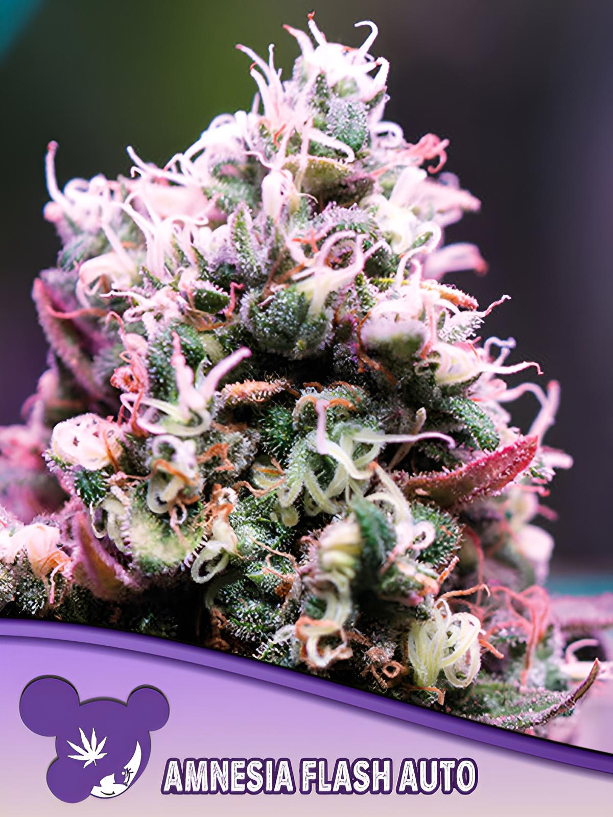 Amnesia Flash Auto - Anesia Seeds - 3 Stk