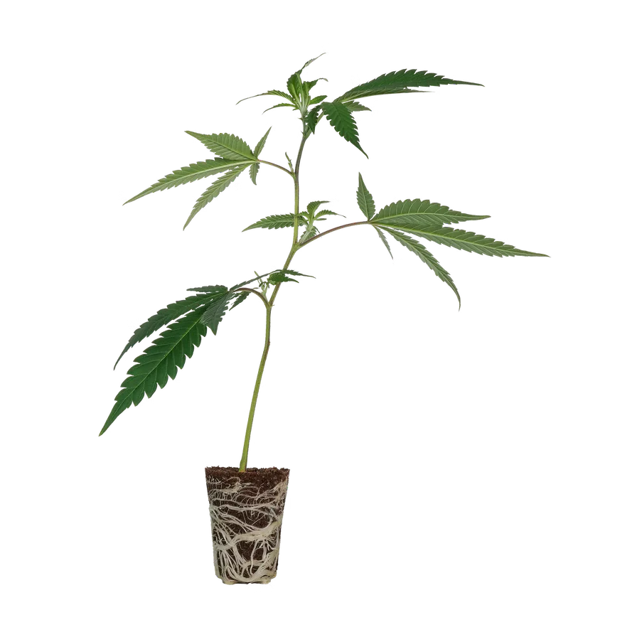 Amnesia Haze
