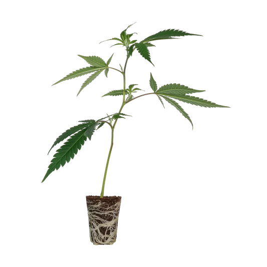 Tropical Gelato