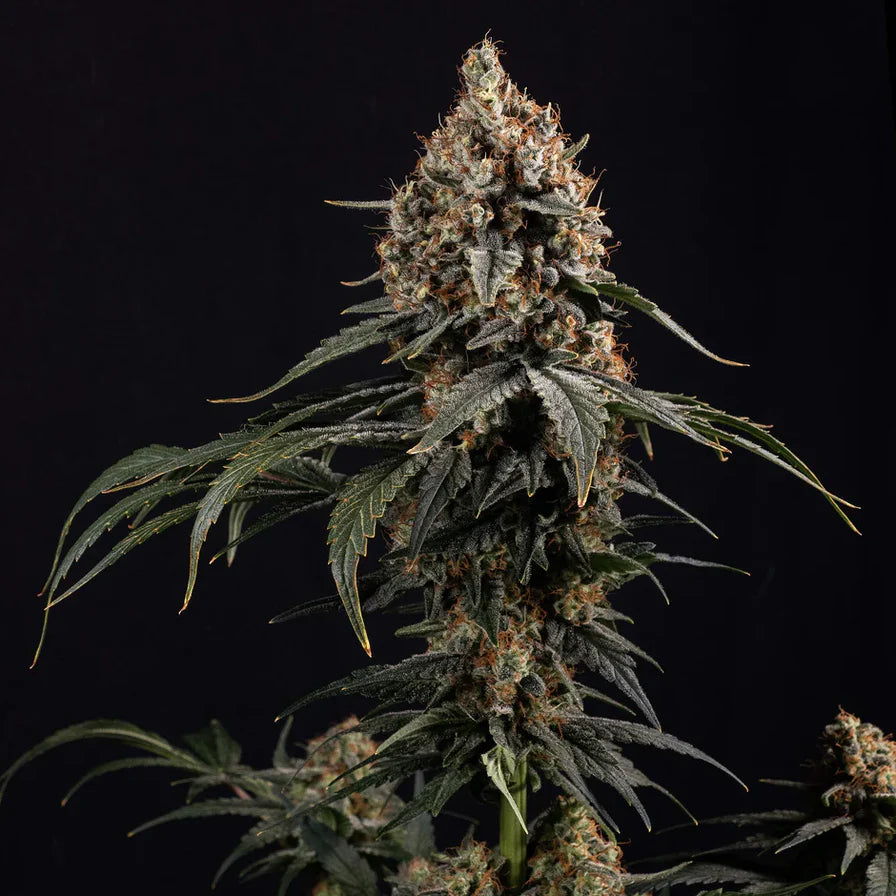 Amnesia Haze – 70/30 Sativa mit 20-25% THC