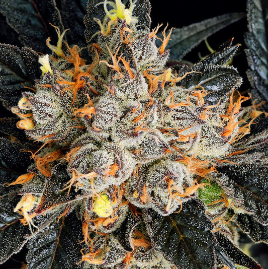 Aura - Anesia Seeds - 3 Stk
