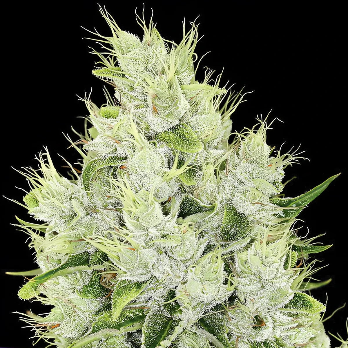 Lemongrass - Anesia Seeds - 3 Stk