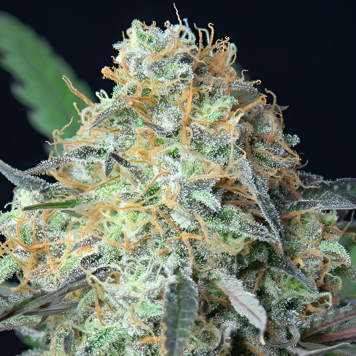 Rainbow Donut - Anesia Seeds - 3 Stk