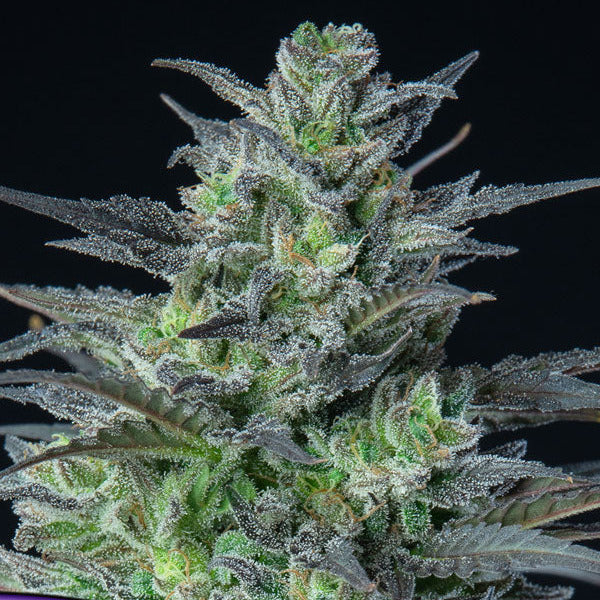 Sleepy Joe Auto - Anesia Seeds - 3 Stk