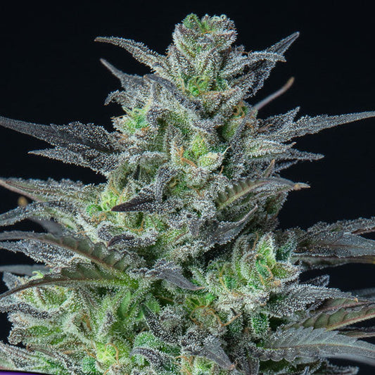 Sleepy Joe Auto - Anesia Seeds - 3 Stk