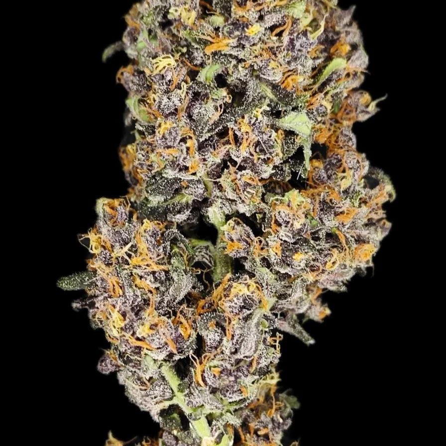 Purple Frost – Ausgewogener Hybrid 70/30 (Sativa/Indica) mit 24-26% THC