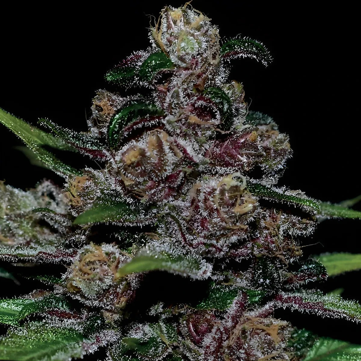 Blackberry Moonrocks - Anesia Seeds - 3 Stk