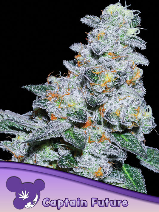 Captain Future – Anesia Seedss - 3 Stk