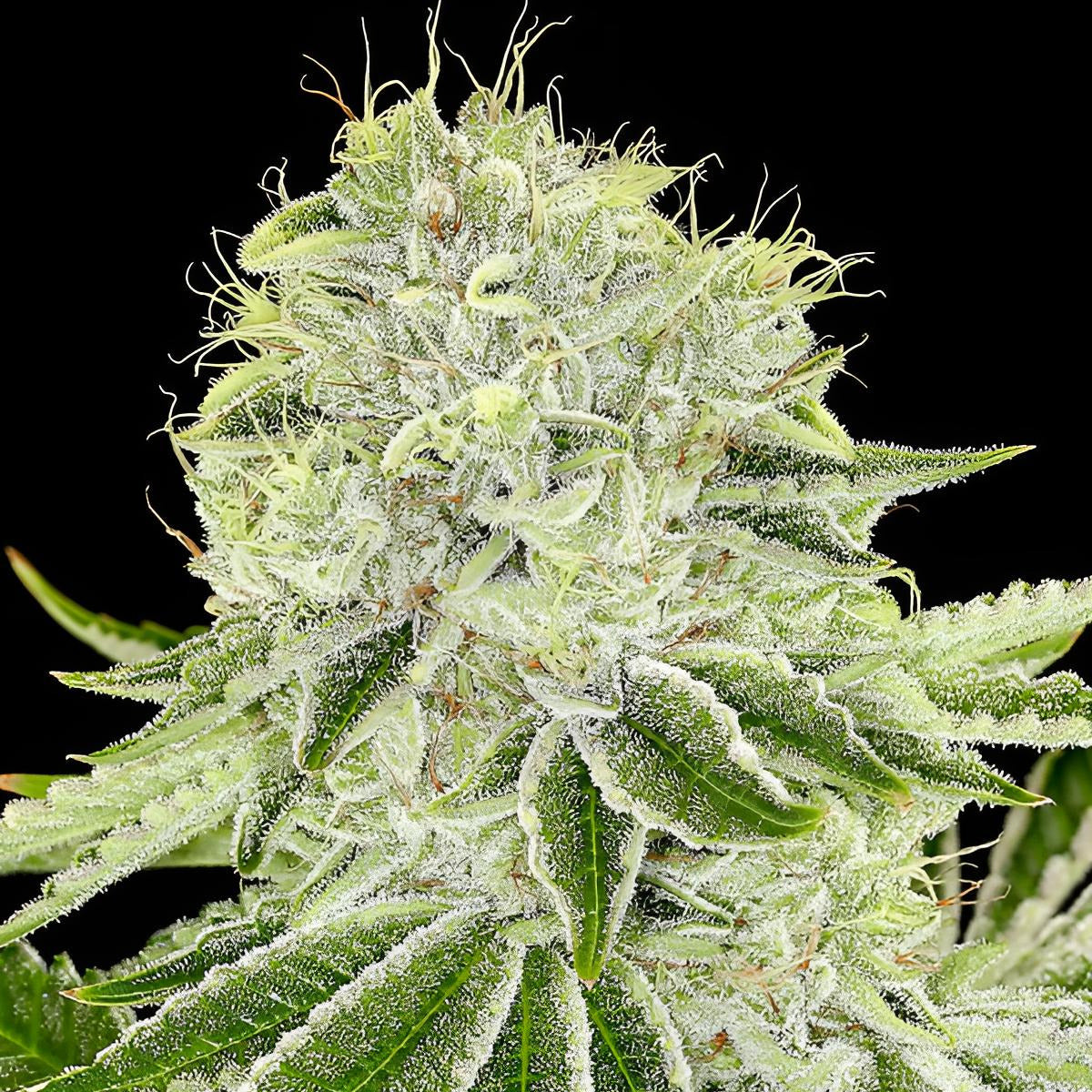 Cash Cow - Anesia Seeds - 3 Stk