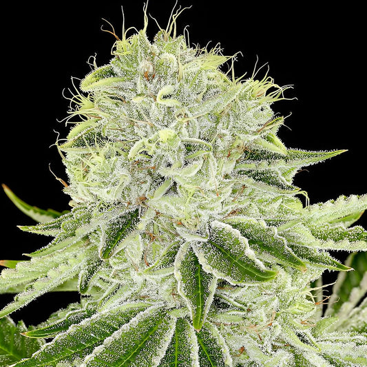 Cash Cow - Anesia Seeds - 3 Stk