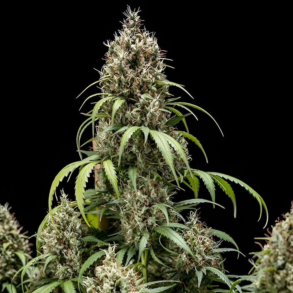 Cookies Gelato Auto Premium Autoflowering Cannabissamen