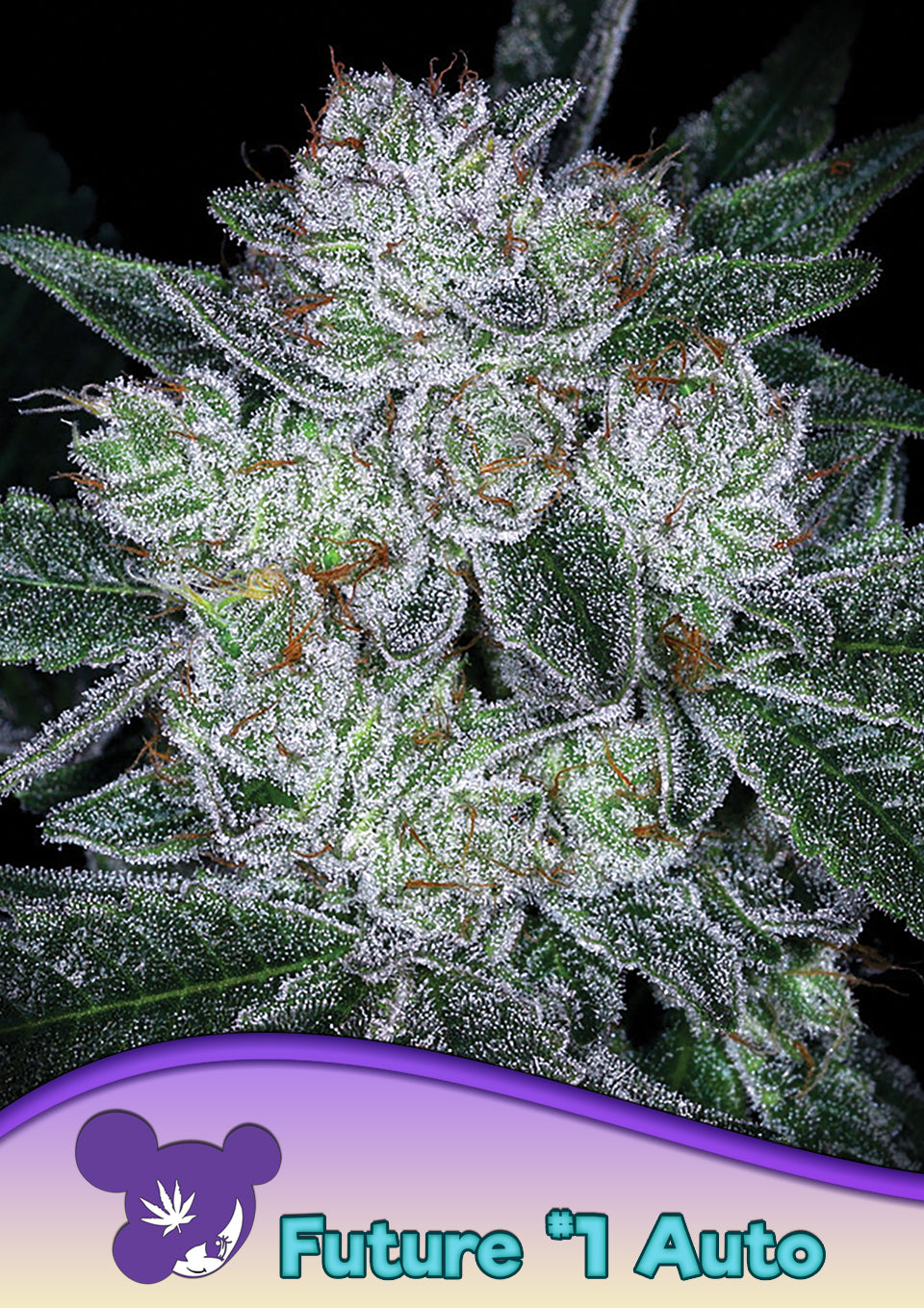 Auto Future #1 – Anesia Seeds - 3 Stk