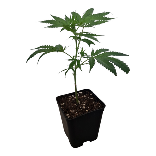 Mango Kush