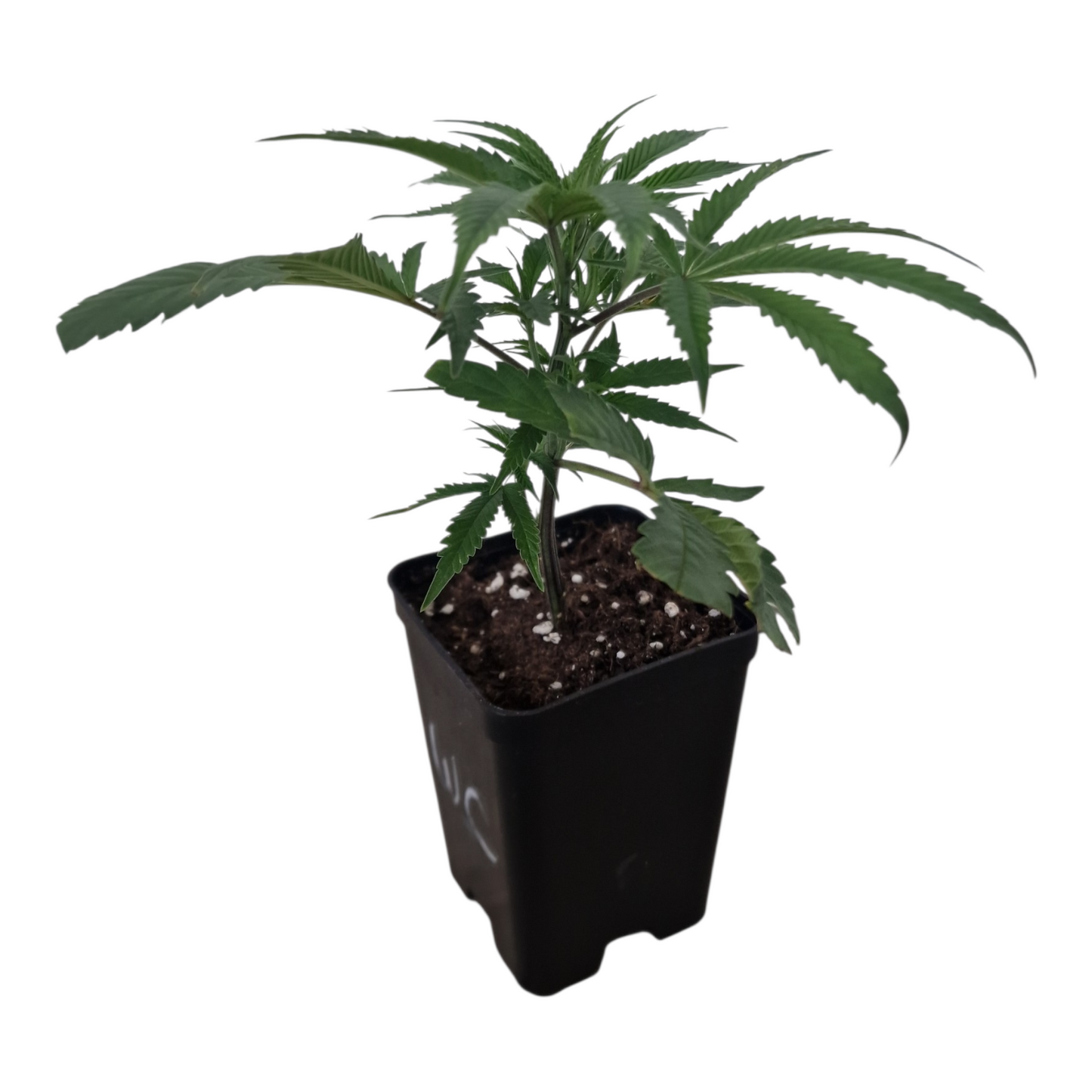OG Kush