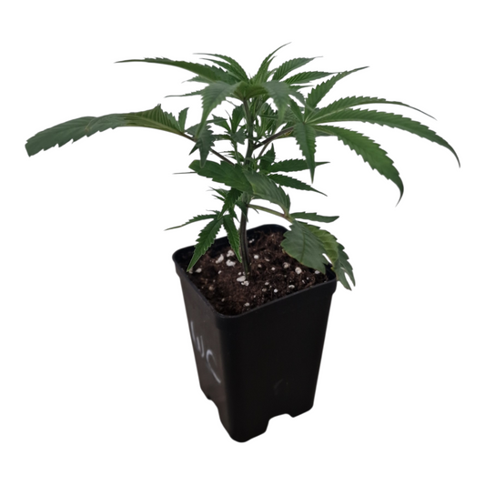 OG Kush