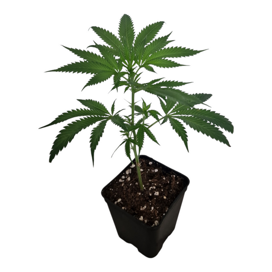 Girl Scout Cookies