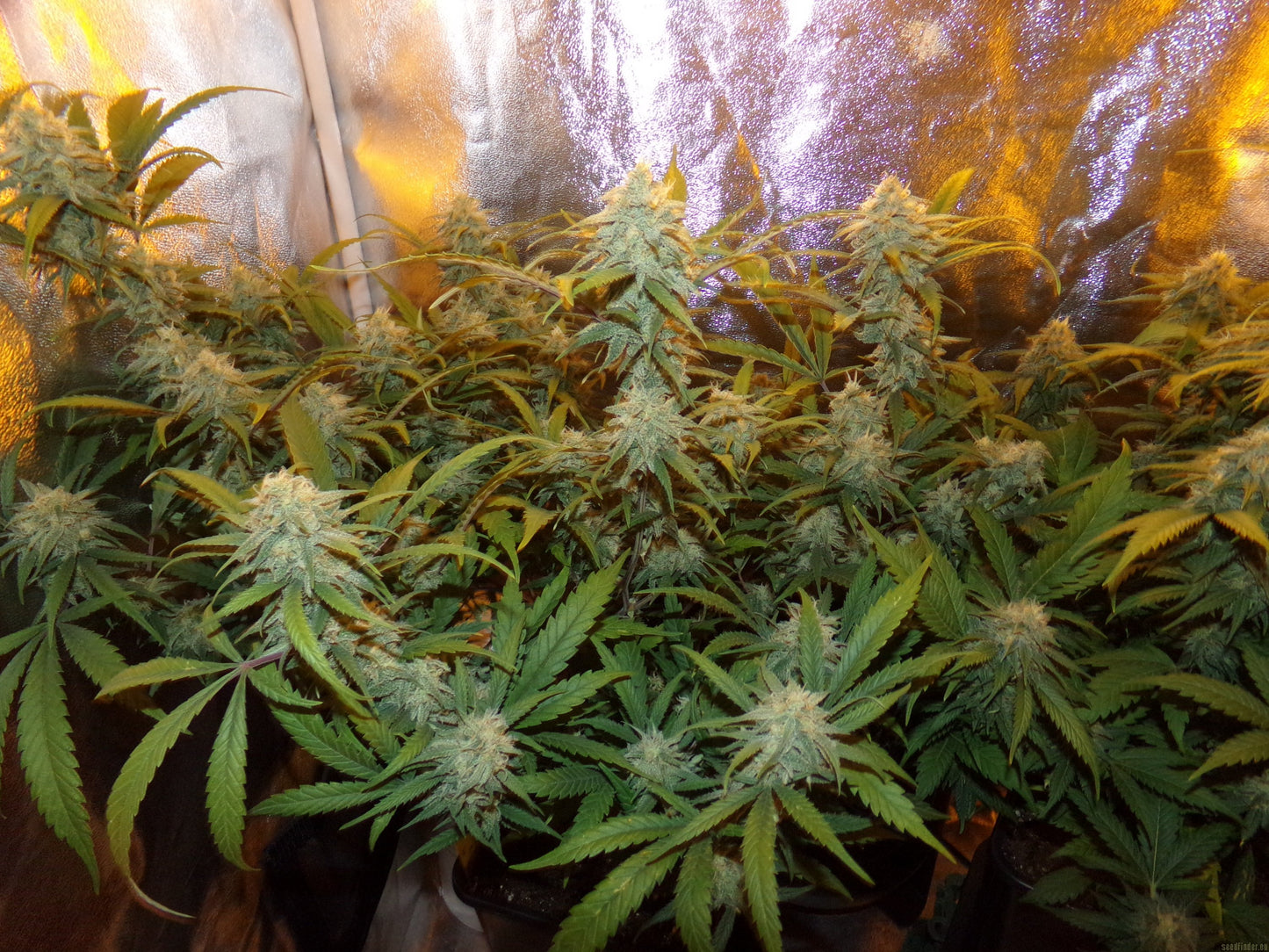 LSD – 70/30 Indica mit 22-24% THC