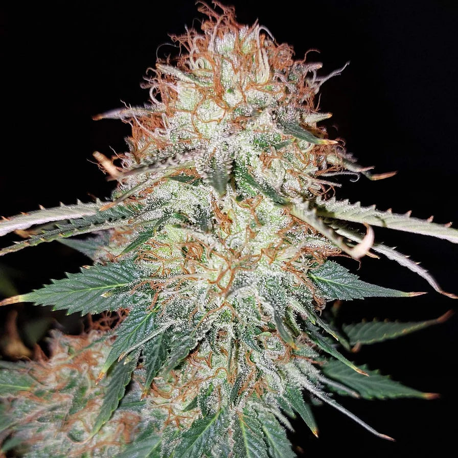 LSD – 70/30 Indica mit 22-24% THC