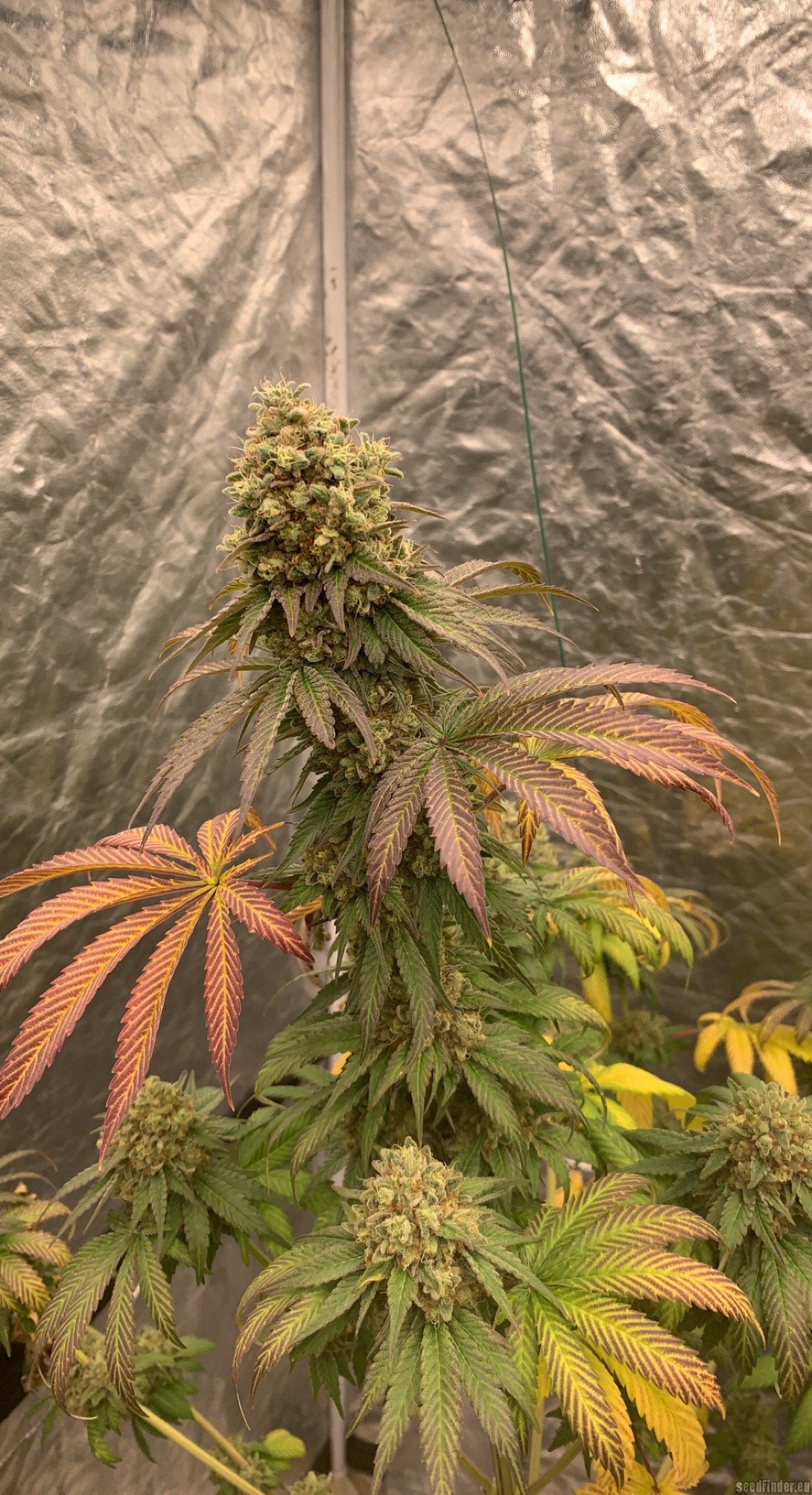 Mandarin Cookies R1 V2 – 50/50 Hybrid mit 25-30% THC