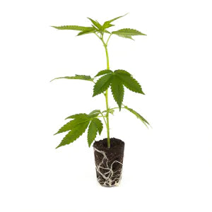 Mandarin Cookies THC Steckling