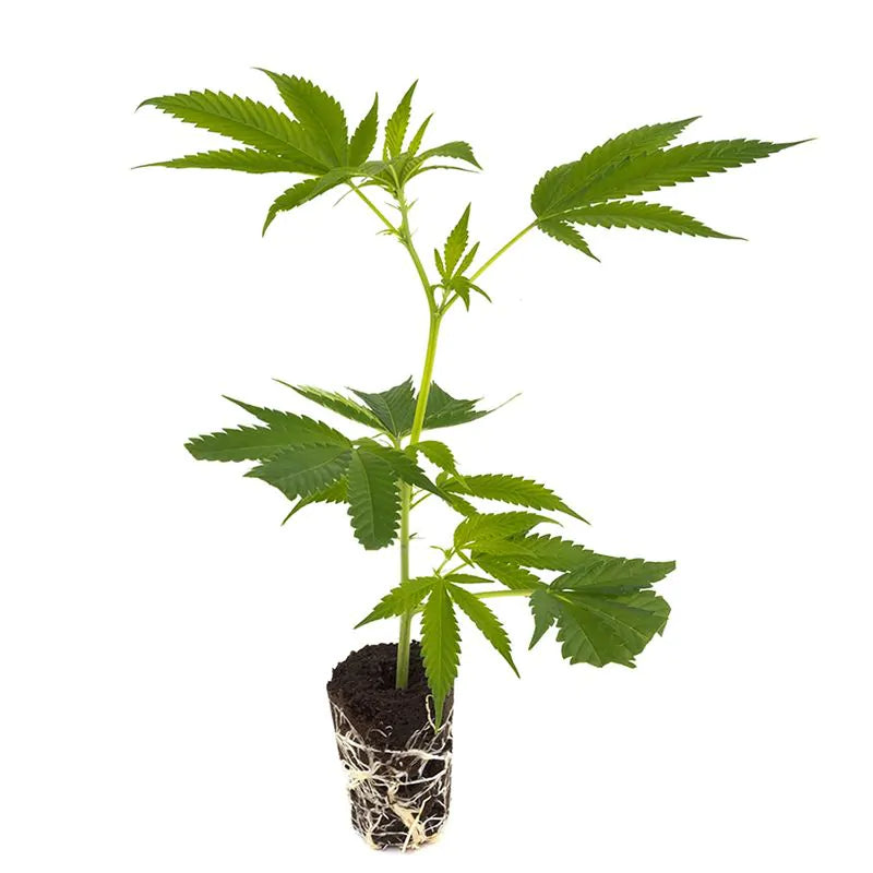 Mango Kush THC Steckling